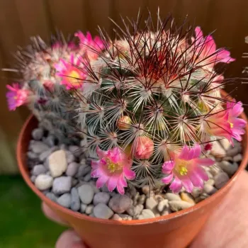 Mammillaria microhelia drugeana red spines (vaso6)