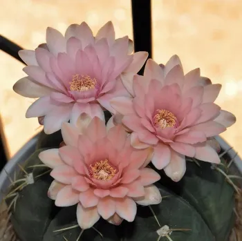 Gymnocalycium horstii (vaso11)