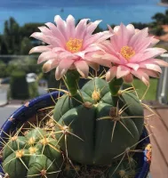 Gymnocalycium horstii (vaso11) - Foto 3