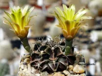 Gymnocalycium mihanovichii v. stenogonum (vaso9) - Foto 3