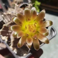 Gymnocalycium mihanovichii v. stenogonum (vaso9) - Foto 4