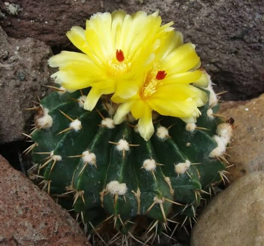 Wigginsia courantii (vaso7)