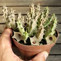 Huernia namaquensis (vaso11) - Foto 2