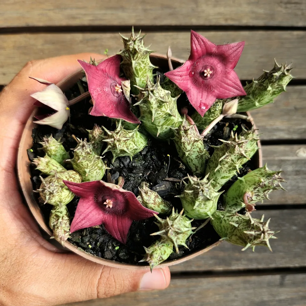 Duvalia sulcata HB (vaso11) Imagem