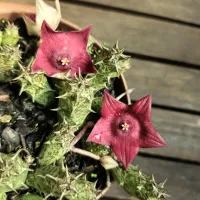 Duvalia sulcata HB (vaso11) - Foto 2