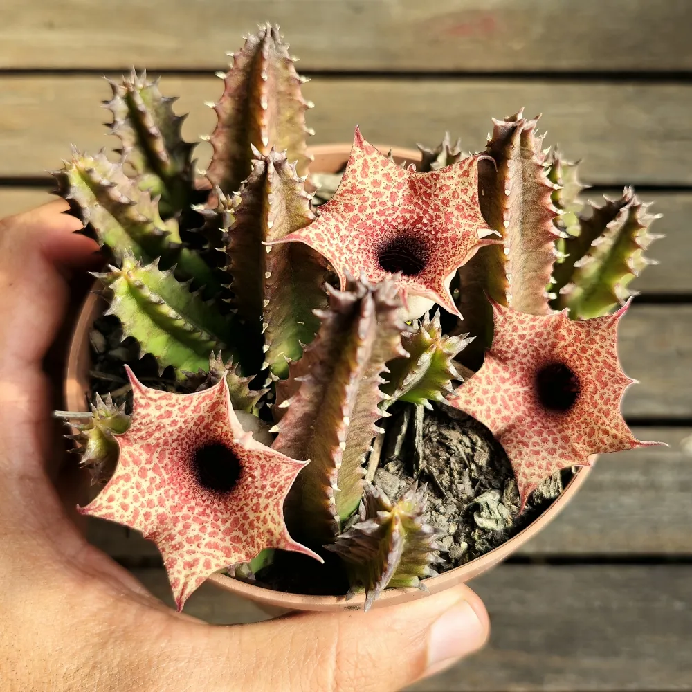 Huernia hislopii var. robusta (vaso11)