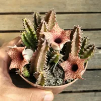 Huernia hislopii var. robusta (vaso11) - Foto 2