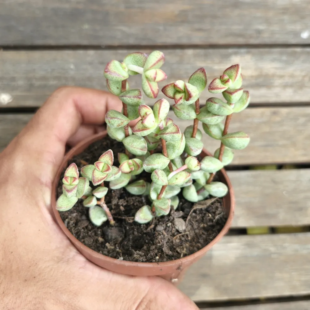 Crassula rupestris var. monticola (vaso9)