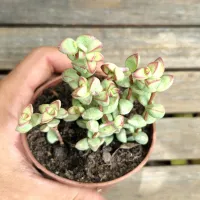 Crassula rupestris var. monticola (vaso9) - Foto 2