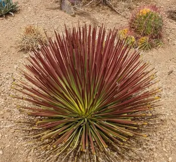 Agave stricta rubra (vaso11)