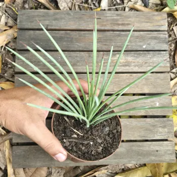 Agave stricta rubra (vaso11) - Foto 2