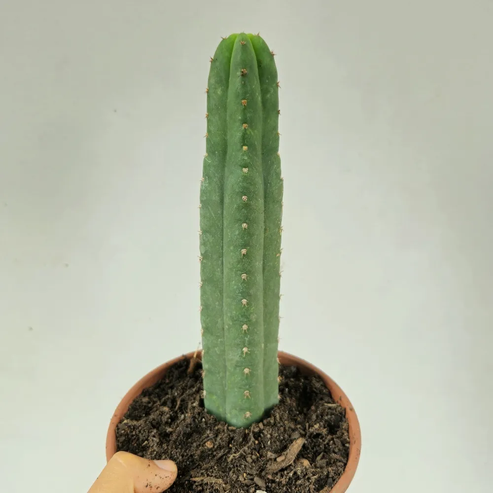 Trichocereus pachanoi (San Pedro - 10cm vaso9)