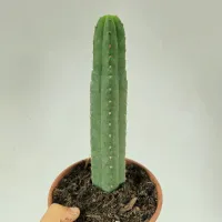 Trichocereus pachanoi (San Pedro - 10cm vaso9)