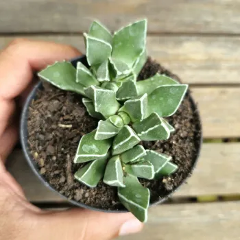 Faucaria boscheana (vaso7)