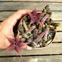 Stapelia schinzii var. angolensis (vaso11)