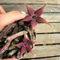 Stapelia schinzii var. angolensis (vaso11) - Foto 2
