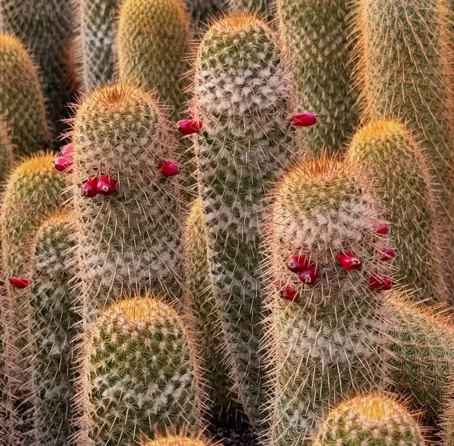 Mammillaria eriacantha (vaso6)