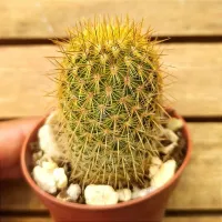 Mammillaria eriacantha (vaso6) - Foto 2