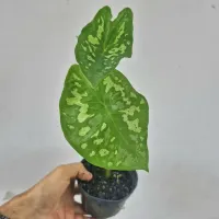 Caladium marmoratum (vaso11) - Foto 2