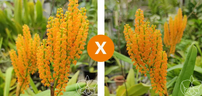 Polystachya paniculata x sibling