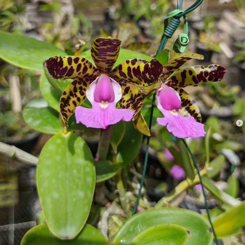 Orquidario Thomes - C. aclandiae 'Sunset' PN