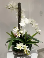  Arranjo Orquídea Branca   - Foto 4