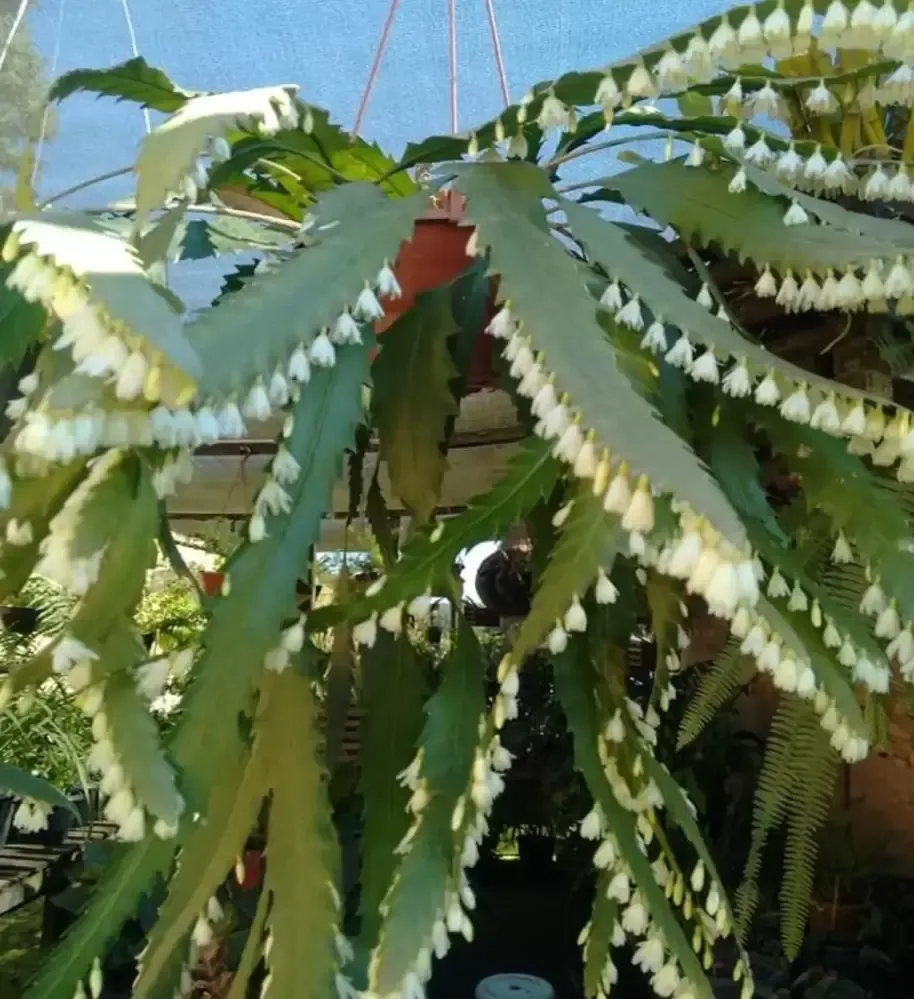 Lepismium houlletianum (rhipsalis serrote - vaso11)