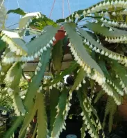 Lepismium houlletianum (rhipsalis serrote - vaso11)