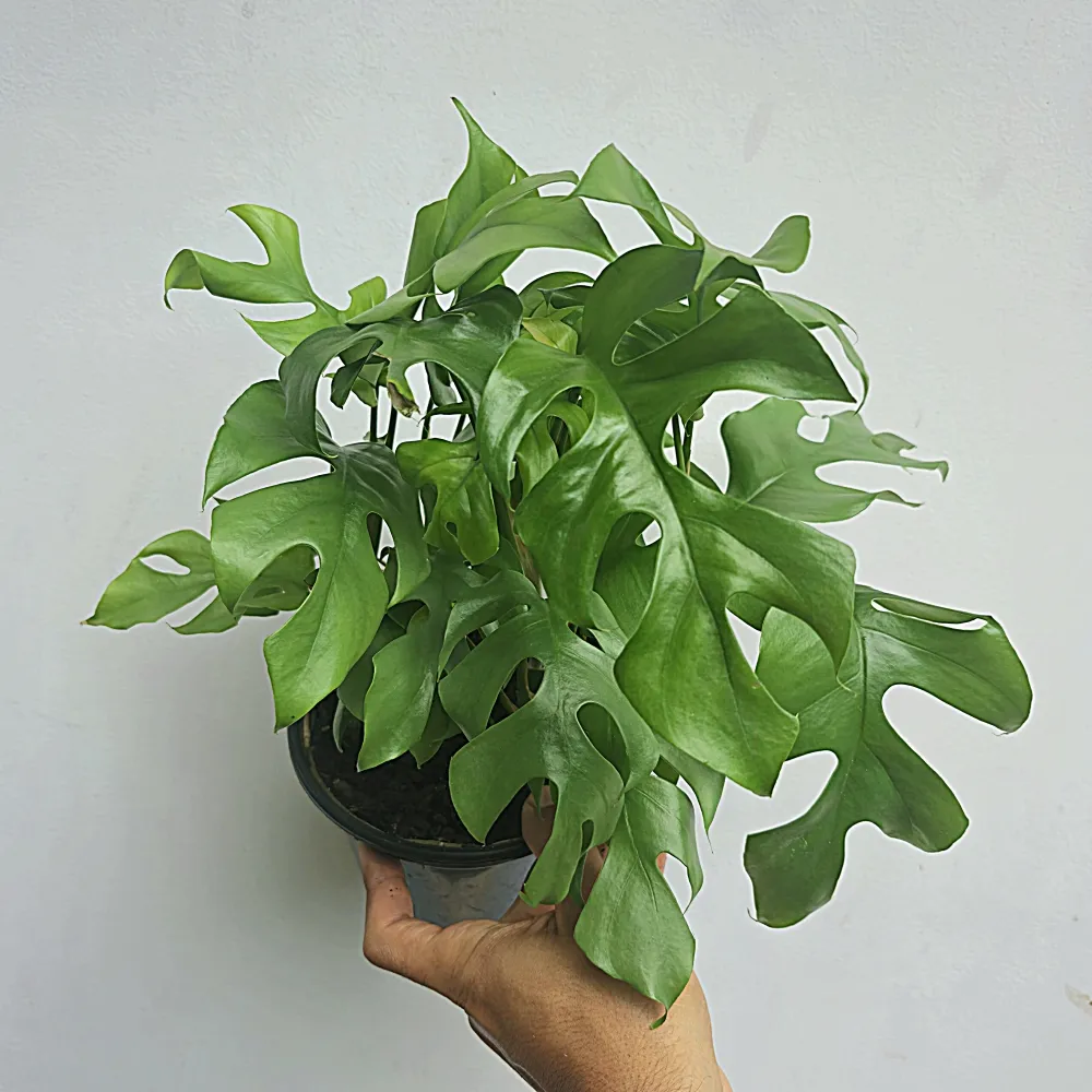 Philodendron minima (mini costela - vaso15)