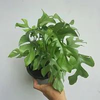 Philodendron minima (mini costela - vaso15)
