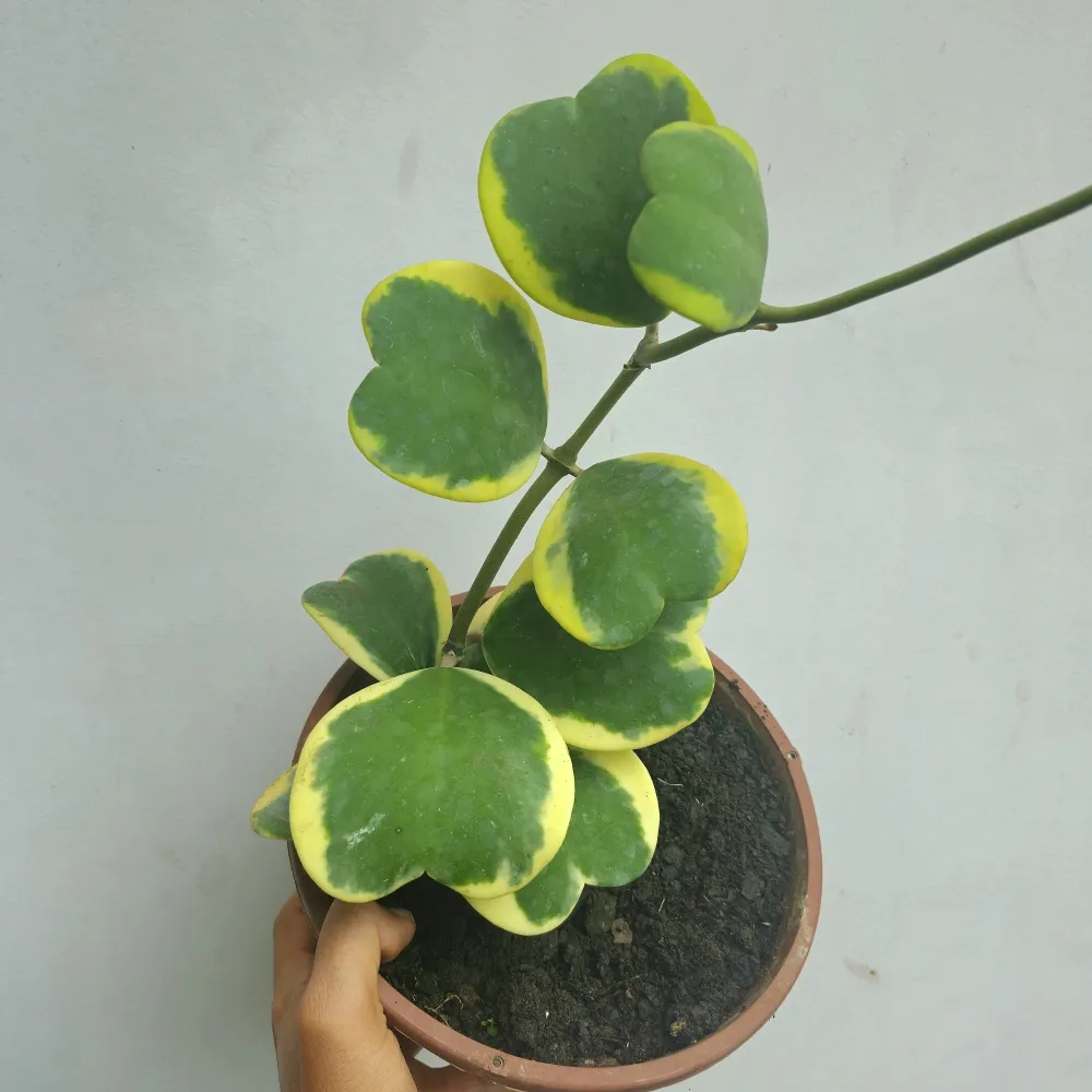 Hoya kerrii variegata (haste de 25cm com várias folhas)