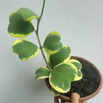 Hoya kerrii variegata (haste de 25cm com várias folhas) - Foto 2