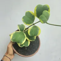 Hoya kerrii variegata (haste de 25cm com várias folhas) - Foto 3