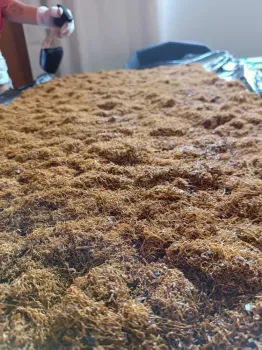 TABACO SABOR MENTA 10KG