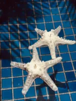 Vela estrela do mar - Foto 3
