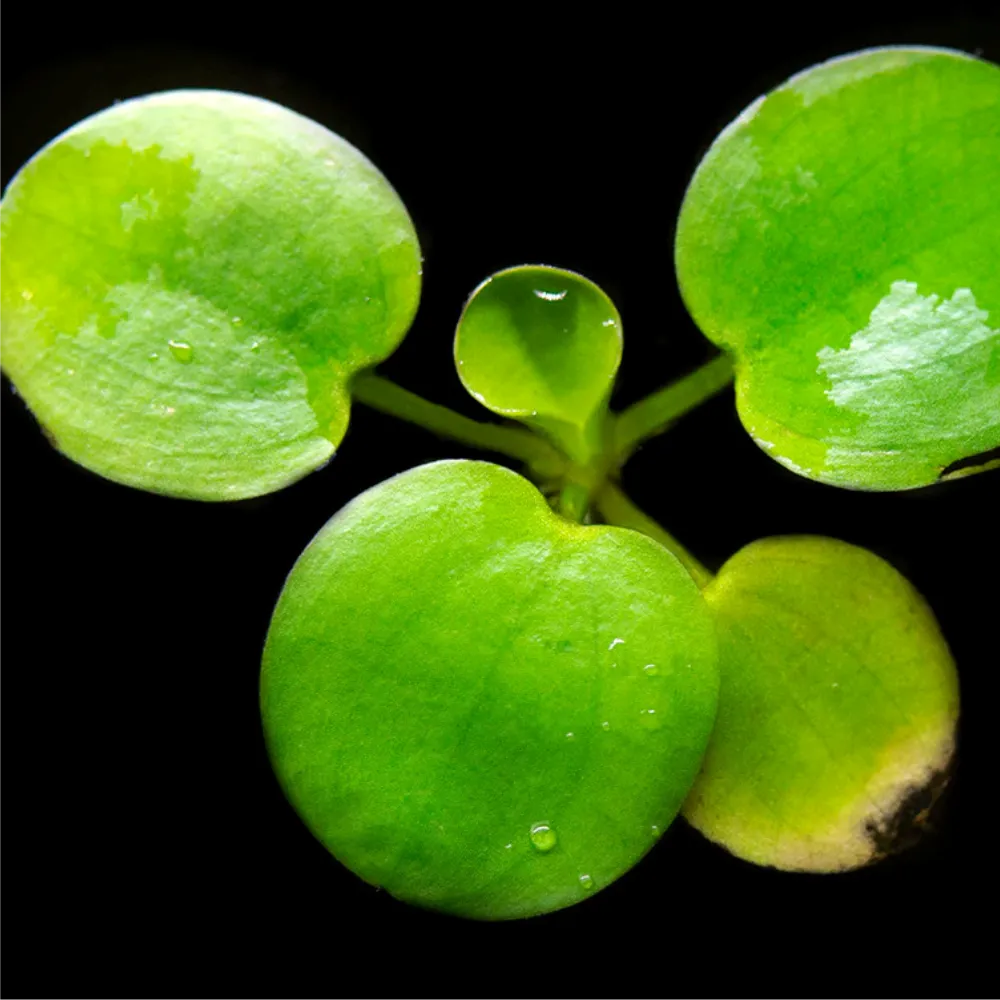  Limnobium Laevigatum