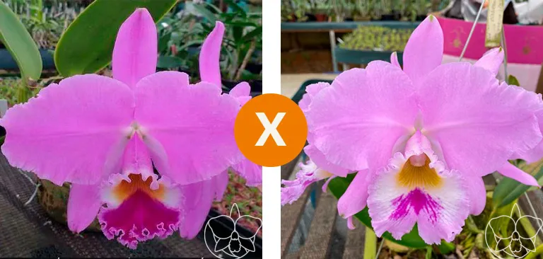 Cattleya Warneri ( ' tipo 'Jucu' x  Moska ' Blumenfest' )  Imagem