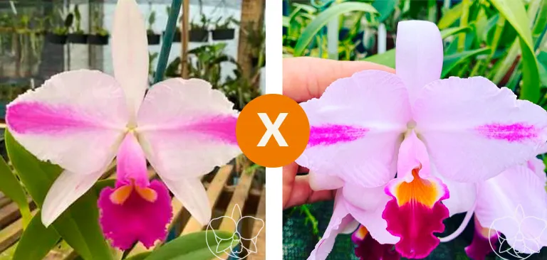 Cattleya Trianae (Flammea 'Joãozinho' x  Flamea ' Célio nascimento' )  Imagem