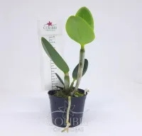 Cattleya loddigesii alba - Foto 5