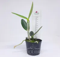 Cattleya loddigesii alba - Foto 6