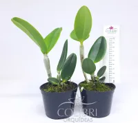 Cattleya loddigesii alba - Foto 7