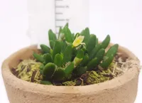 Dendrobium lichenastrum - Foto 3
