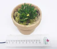 Dendrobium lichenastrum - Foto 2