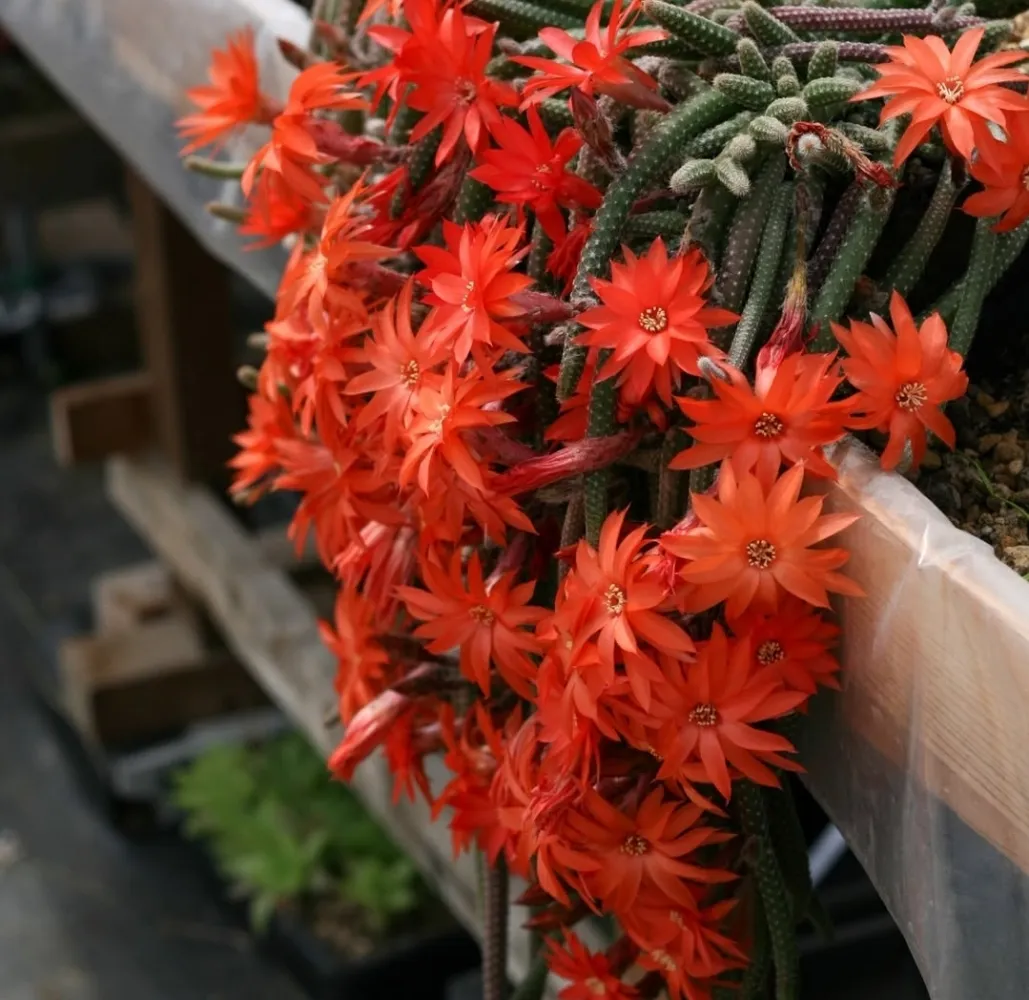 Chamaecereus luisramirezii (Rabo de rato pelado - vaso11)