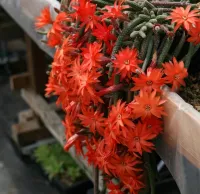 Chamaecereus luisramirezii (Rabo de rato pelado - vaso11)
