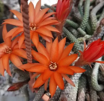 Chamaecereus luisramirezii (Rabo de rato pelado - vaso11) - Foto 2