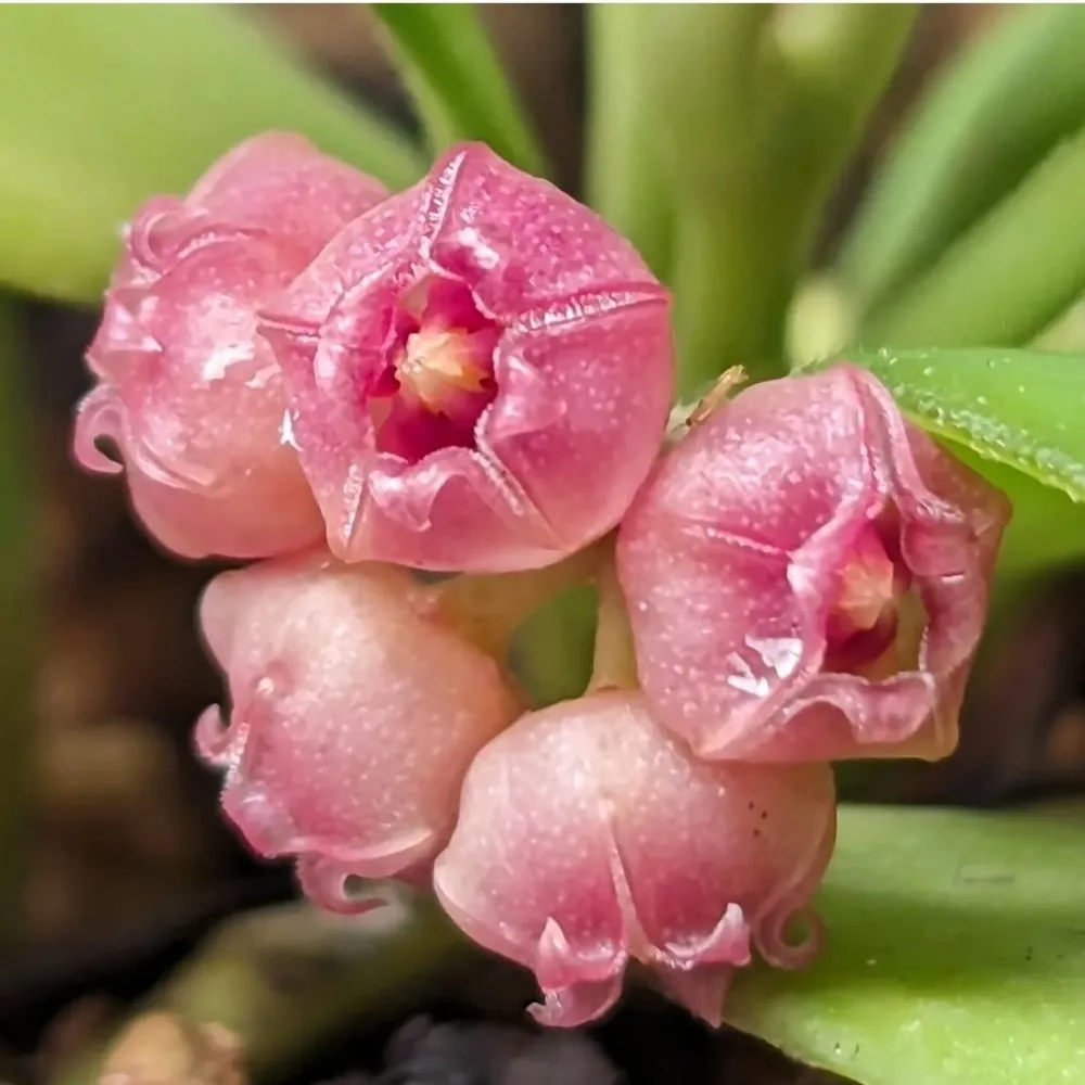 Hoya heuschkeliana 