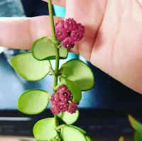 Hoya heuschkeliana 'Pink' (vaso11) - Foto 2