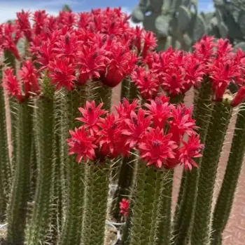Cleistocactus baumanii (rabo de gato boliviano - vaso11)