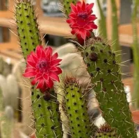 Cleistocactus baumanii (rabo de gato boliviano - vaso11) - Foto 2